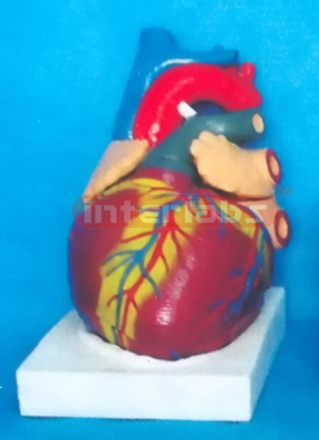 SUPER HEART MODEL